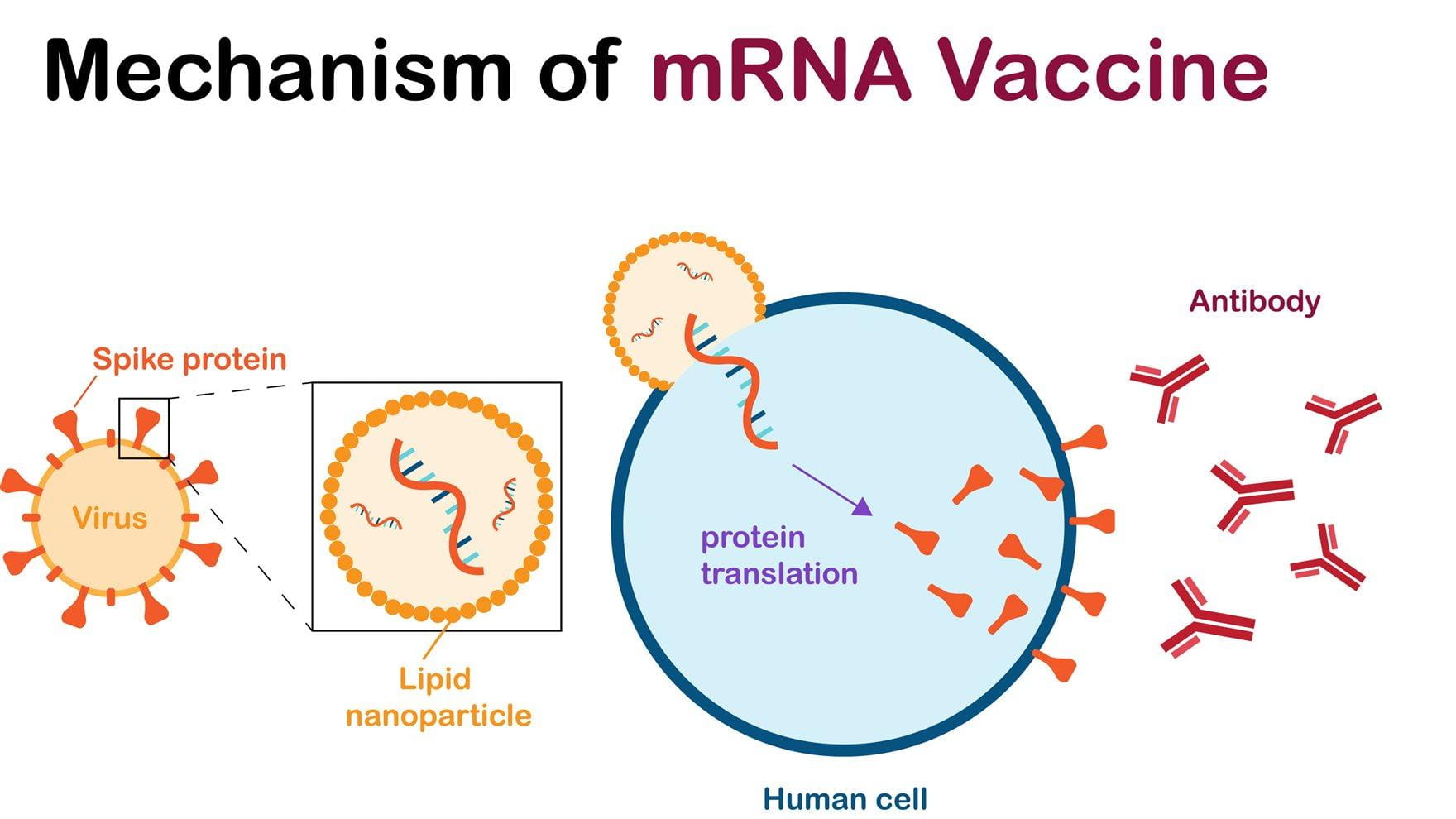 Mechanism of mRNA Vaccines