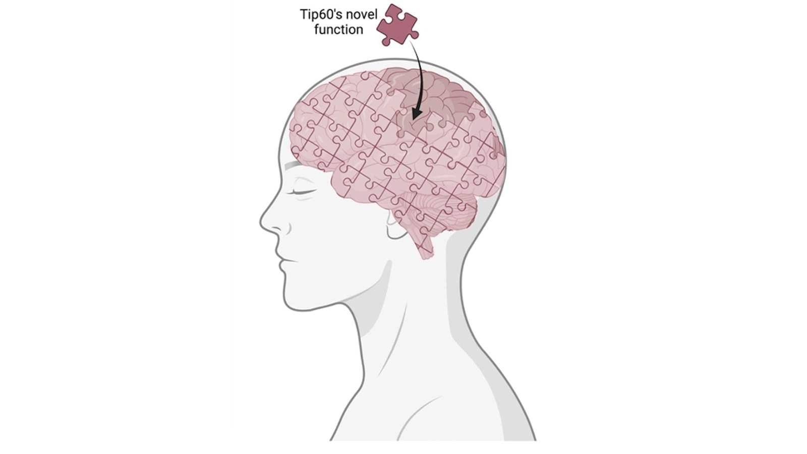 Tip60’s novel function is a critical piece in the brain puzzle that brings us one step closer to understanding the big picture behind Alzheimer’s Disease. Image was generated using BioRender.