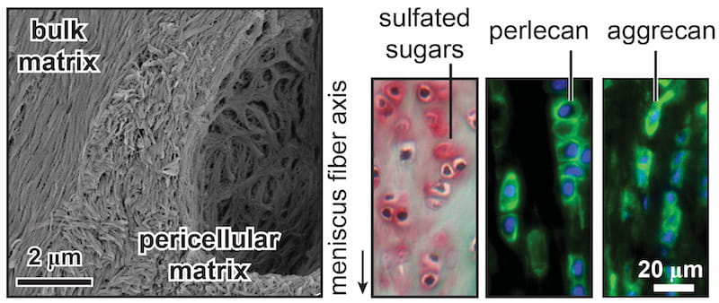 Nanoscale image of cell coating