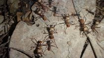 Army Ant